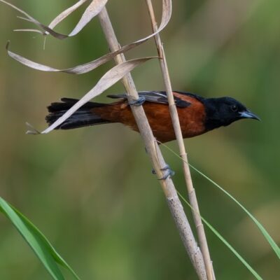 This Week’s Bird Sightings