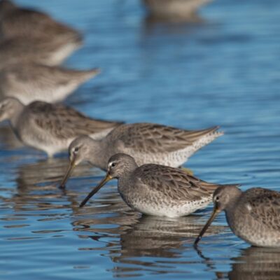 This Week’s Bird Sightings