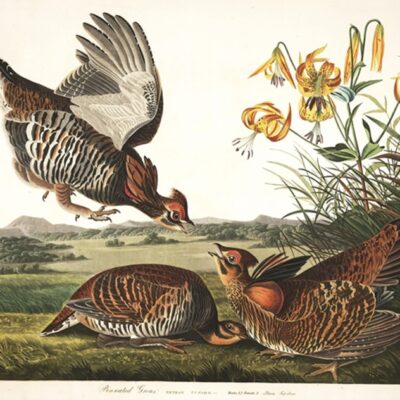 Lament for the Heath Hen