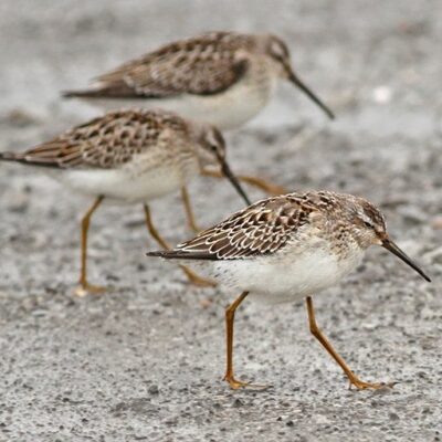 This Week’s Bird Sightings