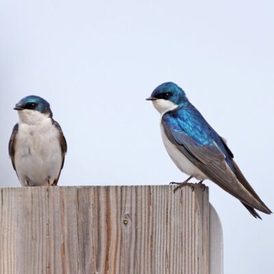 This Week’s Bird Sightings