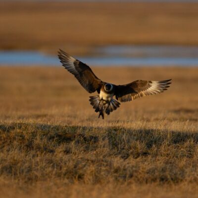 This Week’s Bird Sightings