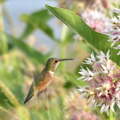 This Week’s Bird Sightings