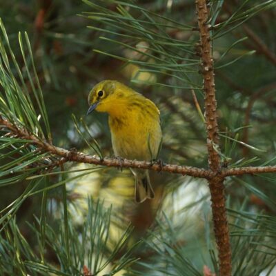 A Companionable Warbler
