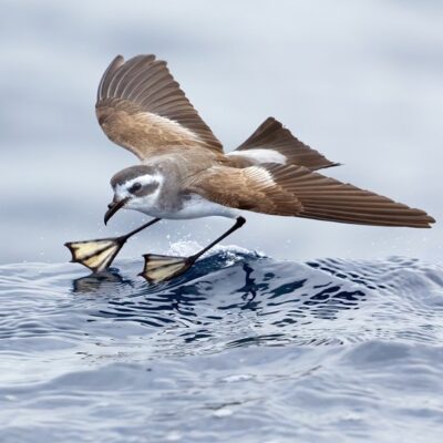 This Bird Walks on Water