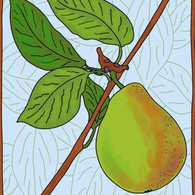 A Pair of Pears