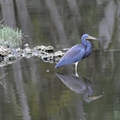This Week’s Bird Sightings