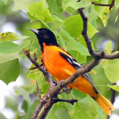 Birds in Decline